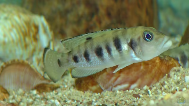 Aquarien mit Neolamprologus hecqui (Hecquis Schneckenbuntbarsch)