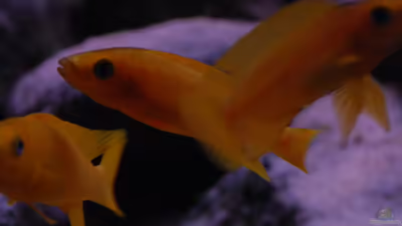 Aquarien mit Neolamprologus longior (Langgestreckter Tanganjika-Goldcichlide)