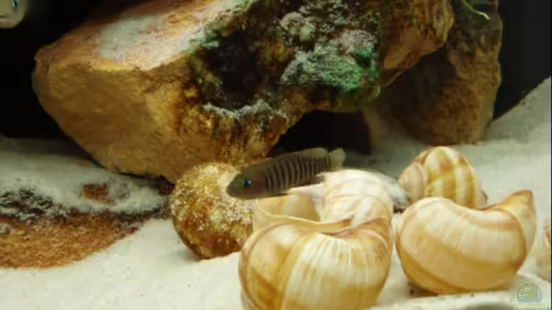 Einrichtungsbeispiele mit Schneckenbuntbarsch Neolamprologus multifasciatus (Vielgestreifter Schneckenbuntbarsch)