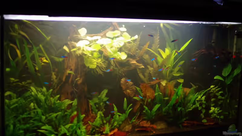 Neon-Becken Neon-Becken