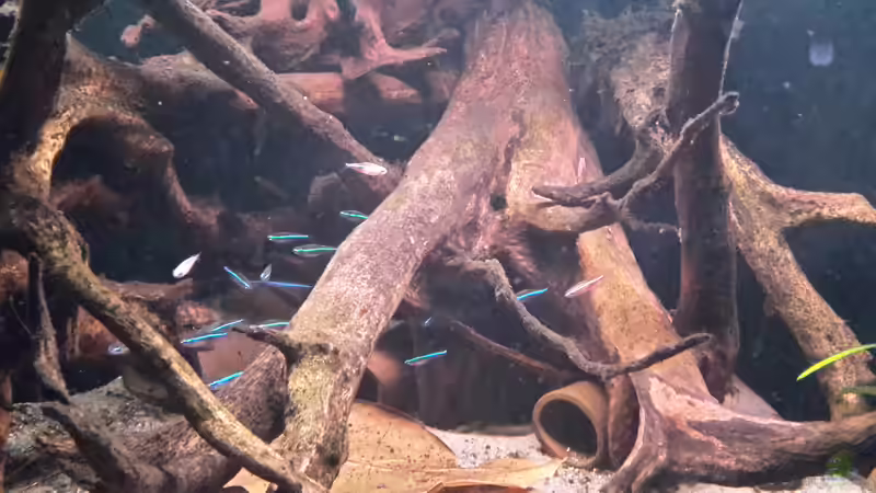 Neonkrankheit: Wie erkennen und behandeln?