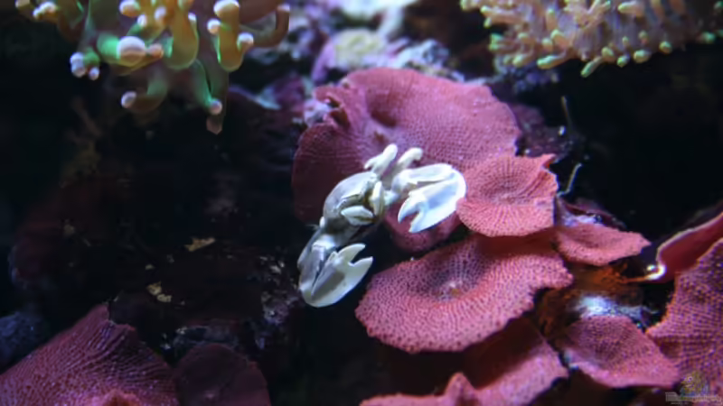 Neopetrolisthes maculatus im Aquarium halten (Einrichtungsbeispiele für Fleckentupfen-Porzellankrebs)