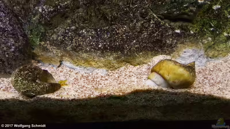 Neothauma tanganyicense im Aquarium (Einrichtungsbeispiele für Tanganjika-Schnecken)
