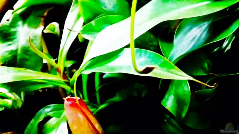 Nepenthes X Bloody Mary / Kannenpflanze  Bloody Mary