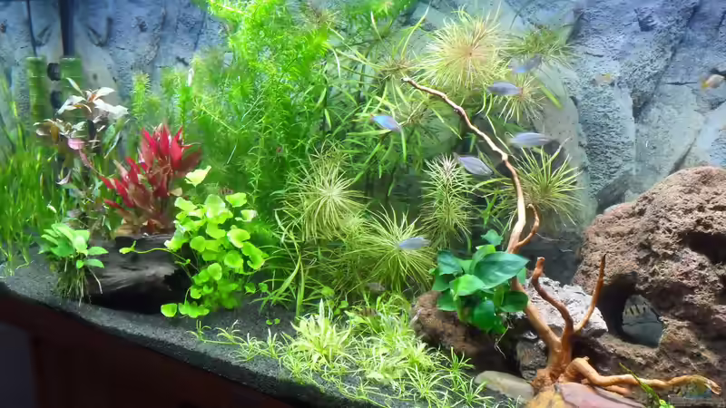 Neu 15.08.17 Neu 15.08.17