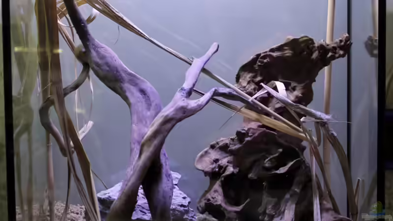 Neu angerichtet Neu angerichtet