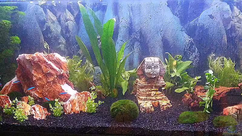 neu bepflanzt,wachsen hoffentlich schnell an neu bepflanzt,wachsen hoffentlich schnell an