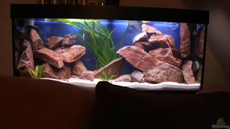 Neu gestaltetes Becken Neu gestaltetes Becken