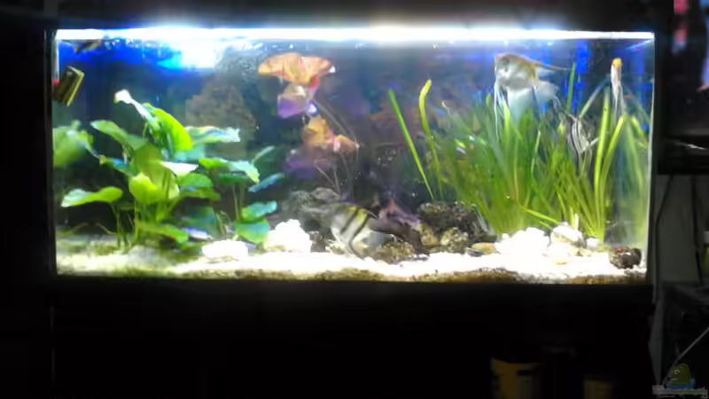 Neu Skalare Neu Skalare