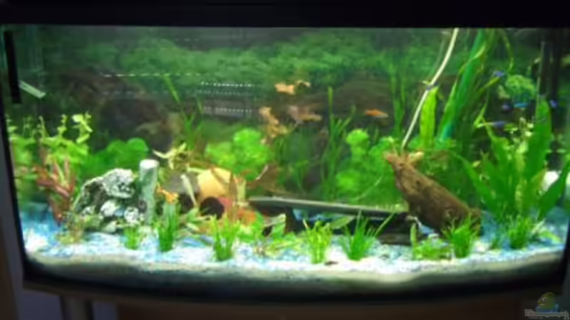 Neue Pflanzen und neu gestaltet (2.7.2008) Neue Pflanzen und neu gestaltet (2.7.2008)