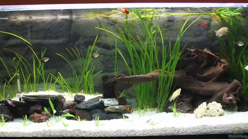 Neueinrichtung nachdem der Sand rausgeflogen ist ... Neueinrichtung nachdem der Sand rausgeflogen ist ...