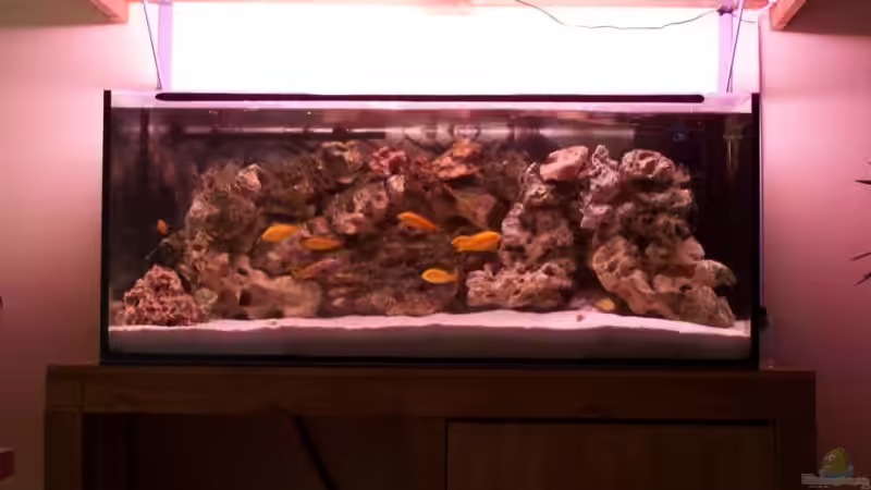 neues 300l Becken neues 300l Becken