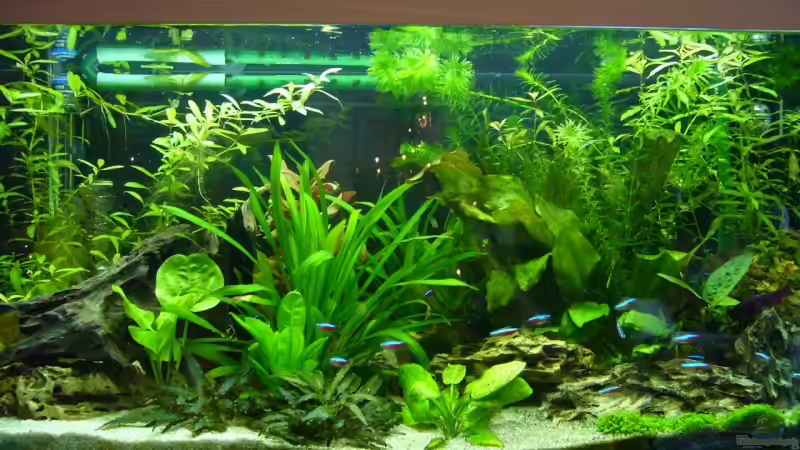 Neues Hauptbild 30.12.06 Neues Hauptbild 30.12.06