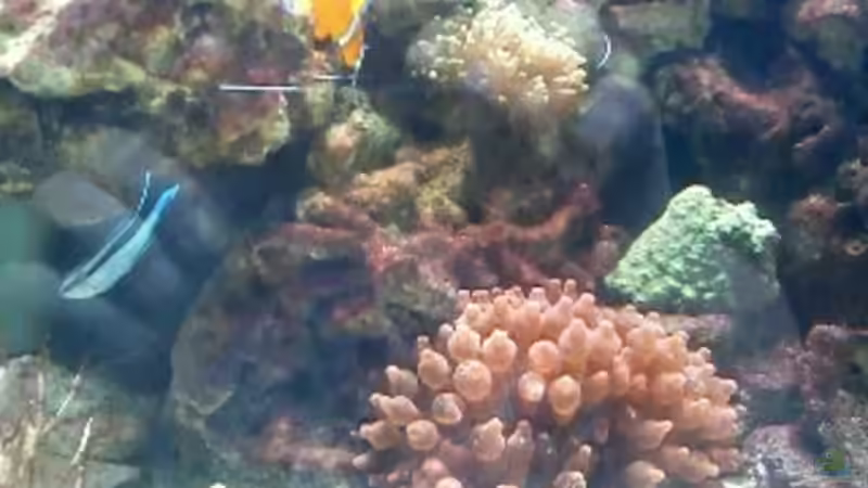 Neues Nano Neues Nano