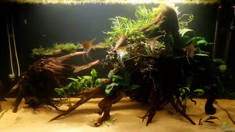 Neues Wurzelholz im Aquarium: Darum solltest du es nicht abkochen