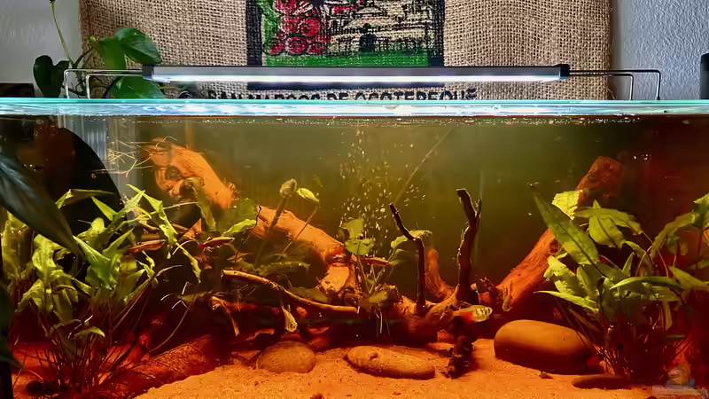 Neugestaltung meines Küchenaquariums Neugestaltung meines Küchenaquariums