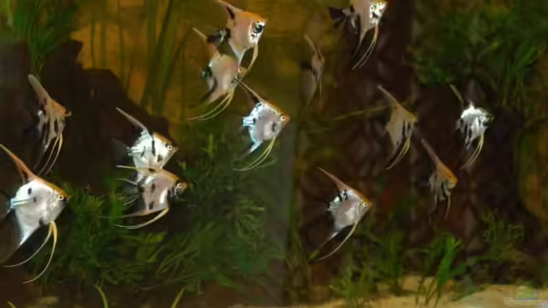 Neuster Stand Neuster Stand