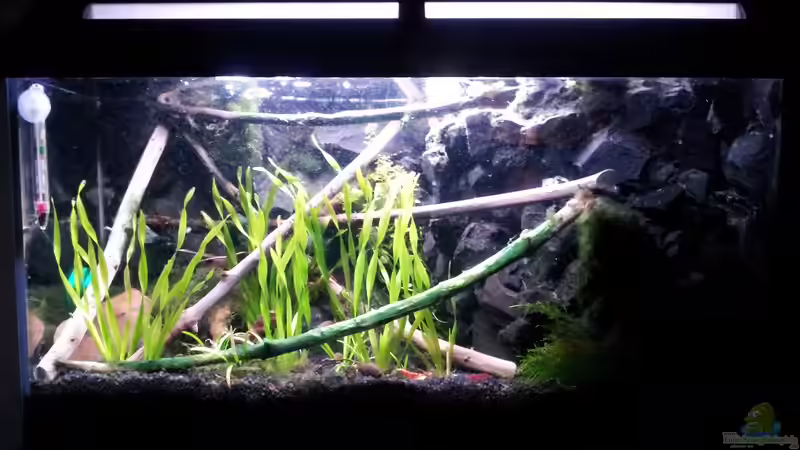 Newbie`s Waterworld Newbie`s Waterworld