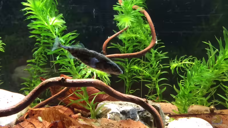 Nicht nur für den Gartenteich: Auch im Aquarium sind Stichlinge faszinierende Bewohner