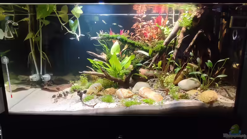 Nobody is perfect – Aber so wirst du ein hervorragender Aquarianer