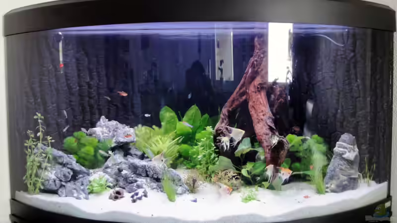 noch ganz frisch - Pflanzen müssen noch wachsen - und Fische auch ;) noch ganz frisch - Pflanzen müssen noch wachsen - und Fische auch ;)