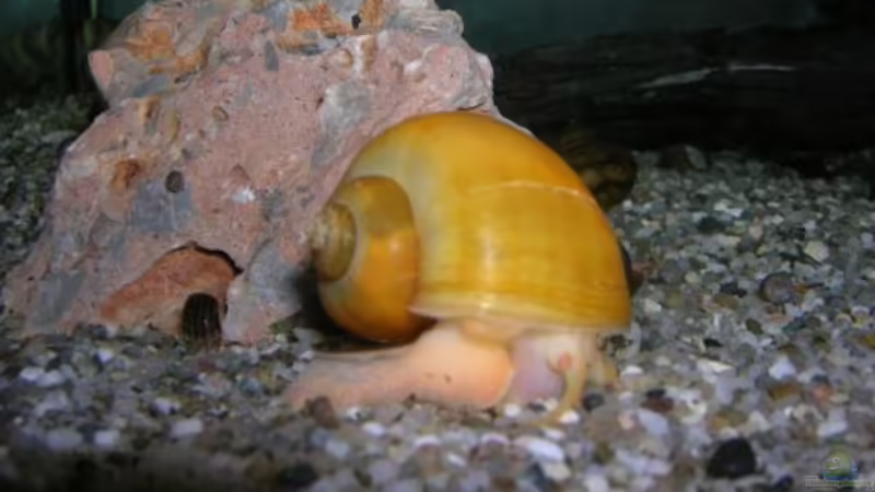 Noch immer verboten: Apfelschnecken in der EU