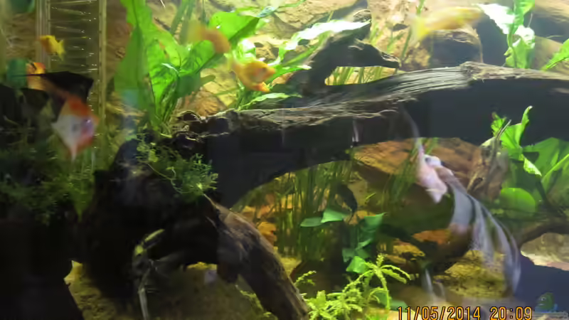 Malva moschata im Aquarium pflanzen (Einrichtungsbeispiele mit Sternkraut)