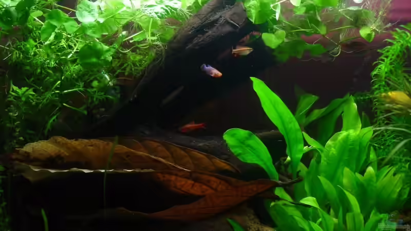 Aquarien mit Nothobranchius-Arten