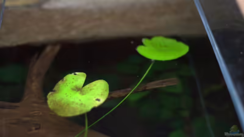 Nymphoides ezannoi im Aquarium (Einrichtungsbeispiele mit Ezannos Seekanne)