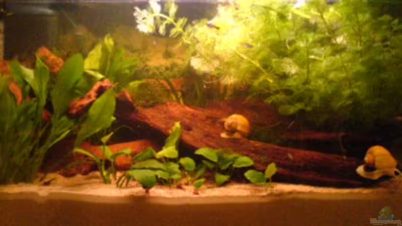 Oben rechts kann man ein paar Guppybaby´s sehen. Qualität ist zwar nicht so gut, aber man kann sie erahnen. :-) Oben rechts kann man ein paar Guppybaby´s sehen. Qualität ist zwar nicht so gut, aber man kann sie erahnen. :-)