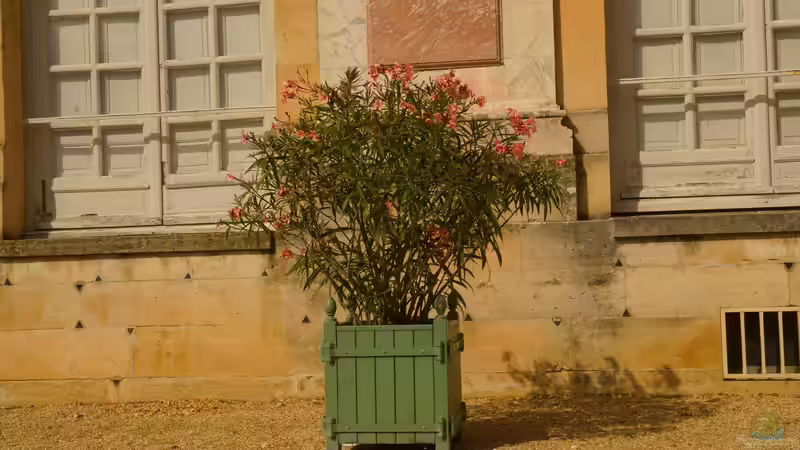 Oleander richtig überwintern - Tipps und Strategien für gesunde Pflanzen