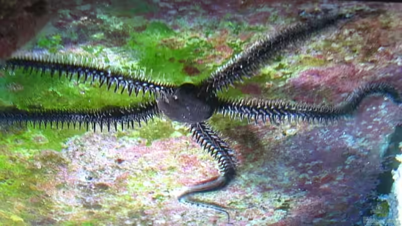 Ophioderma longicauda im Aquarium halten (Einrichtungsbeispiele für Glatter Schlangenseestern)