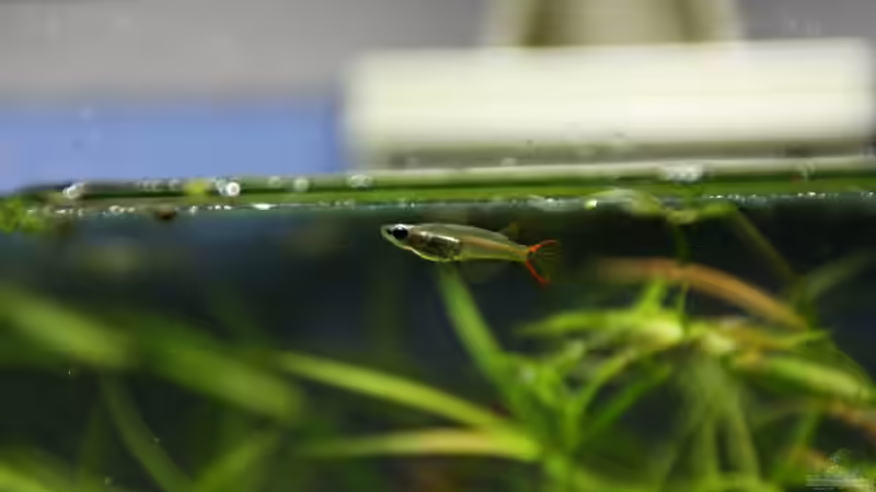 Oryzias mekongensis im Aquarium halten (Einrichtungsbeispiele für Mekong-Reiskärpflinge)