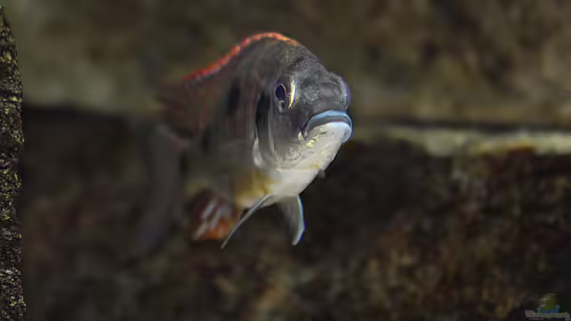 Einrichtungsbeispiele für Otopharynx tetrastigma