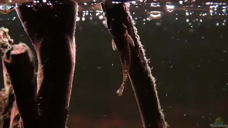 Oxyropsis carinata im Aquarium halten (Einrichtungsbeispiele für Kiel-Harnischwelse)