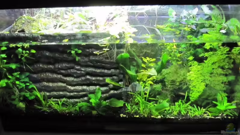Aquarien als Paludarium einrichten