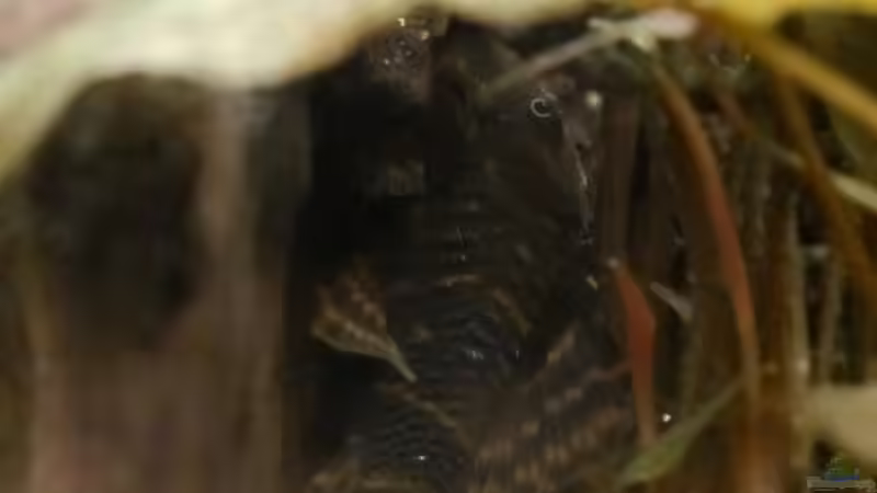 Aquarien mit Panaqolus sp. "L 2" (Tigerharnischwels)