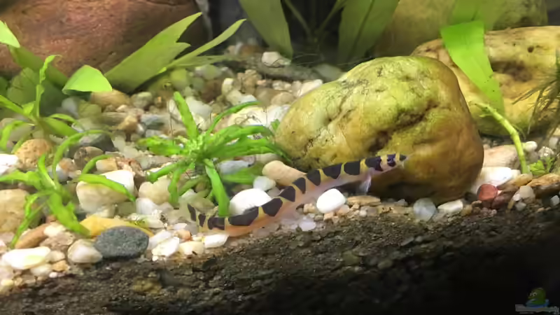 Pangio myersi im Aquarium halten (Einrichtungsbeispiele für Pangio myersi)