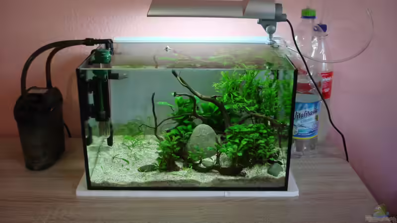 Bio-CO2 für das Aquarium (Wie du deine CO2-Düngungs selbst bauen kannst)