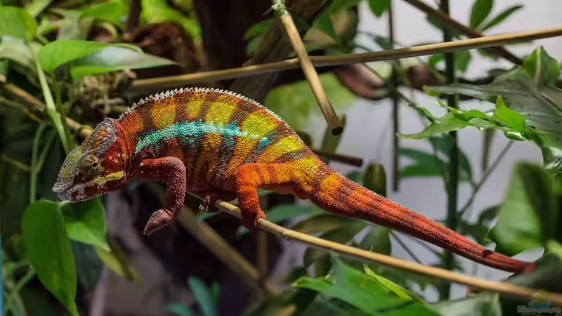 Pantherchamäleon Leopold ca. 1 Jahr Pantherchamäleon Leopold ca. 1 Jahr