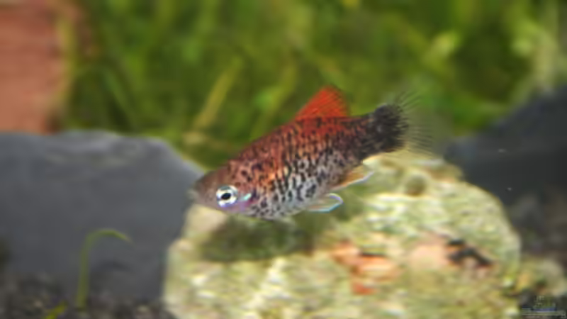 Aquarien für Xiphophorus variatus (Papageienplaty)