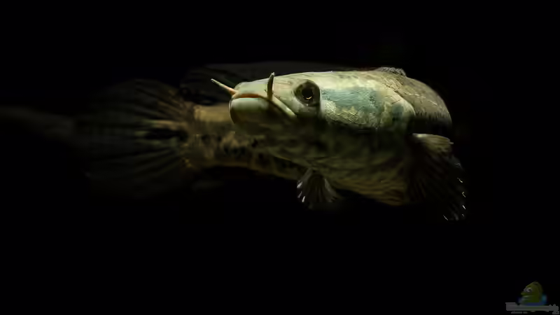 Aquarien mit Channa obscura (Dunkelbäuchiger Schlangenkopf)