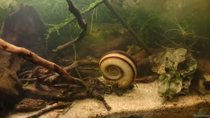 Marisa cornuarietis im Aquarium halten (Einrichtungsbeispiele für Paradiesschnecken)