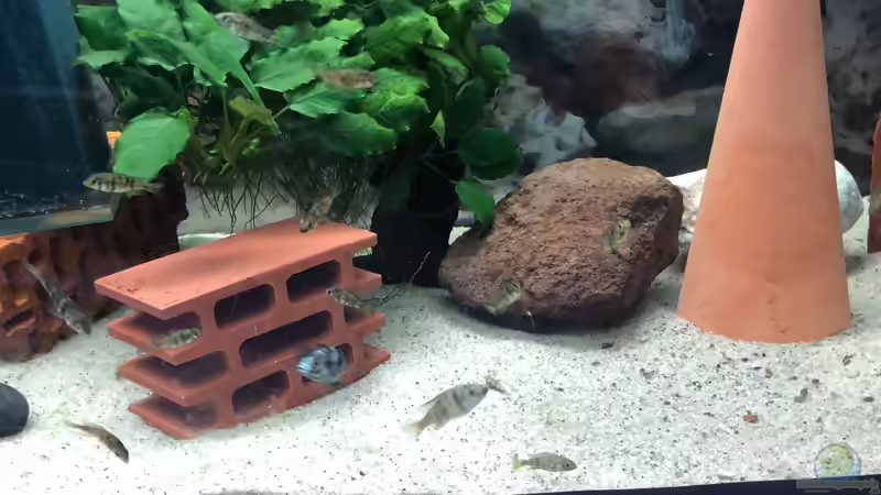 Paralabidochromis chromogynos ZUE ISLAND Paralabidochromis chromogynos ZUE ISLAND