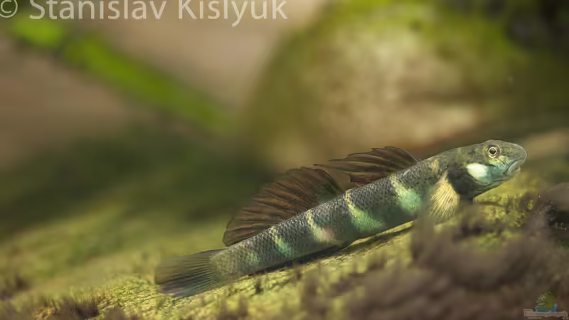 Parasicydium bandama im Aquarium halten (Einrichtungsbeispiele für Parasicydium bandama)