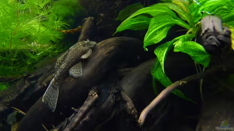 Passendes Deko-Holz für L-Welse: Alles, was Aquarianer wissen müssen