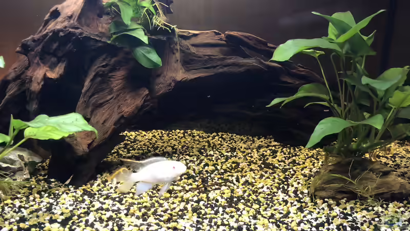 Pelvicachromis pulcher ALBINO Pelvicachromis pulcher ALBINO