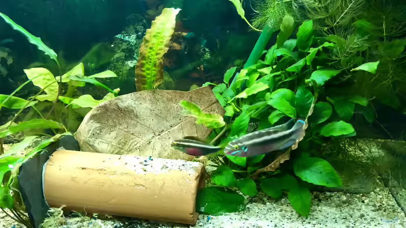 Pelvicachromis sacrimontis RED Pelvicachromis sacrimontis RED