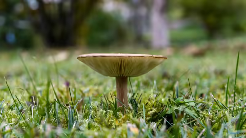 Perfekter Rasen: So wirst du Moos wieder los