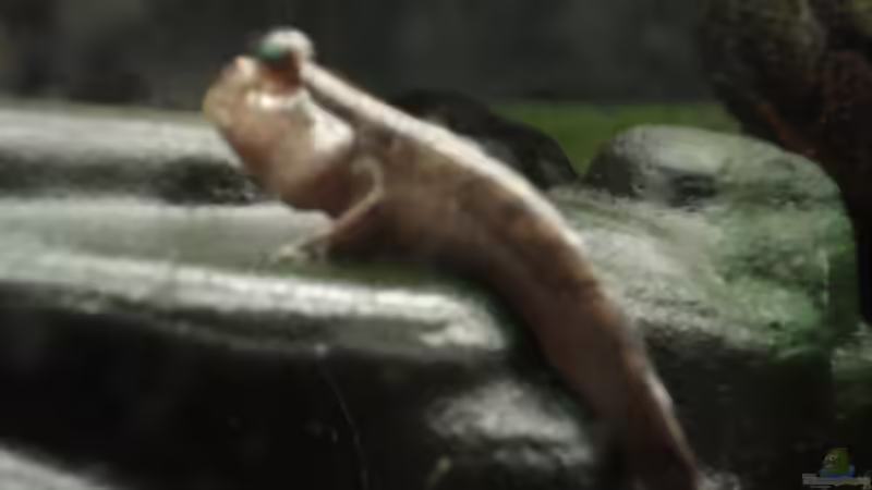 Aquarien mit Periophthalmus barbarus (Afrikanischer Schlammspringer)